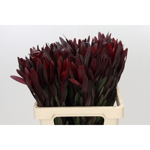 Leucadendron Saf Sunset Dark R.