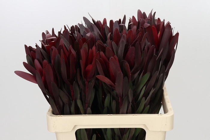 <h4>Leucadendron Saf Sunset Dark R.</h4>