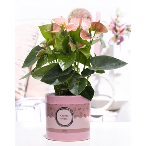 Anthurium pink (Spirit) in P&P cadeau concept: CADEAU VIVANT!
