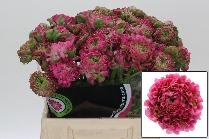 <h4>RANUNCULUS OV</h4>