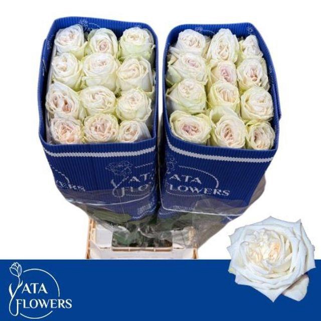 <h4>WHITE OHARA L7</h4>