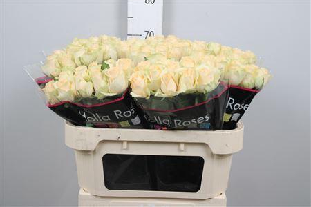 <h4>R Gr Mag Avalanche+</h4>