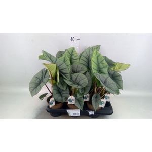 Alocasia   ...