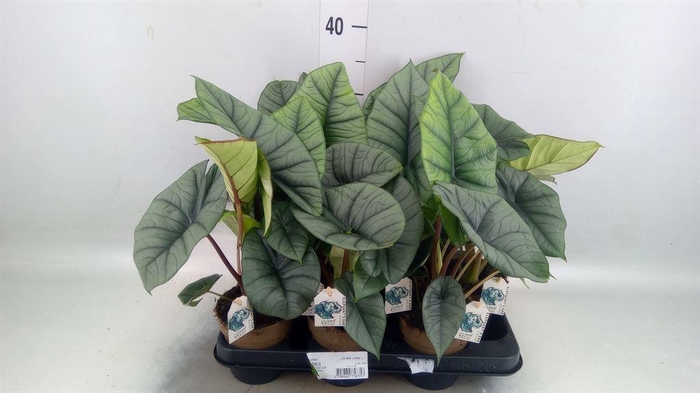 <h4>Alocasia   ...</h4>