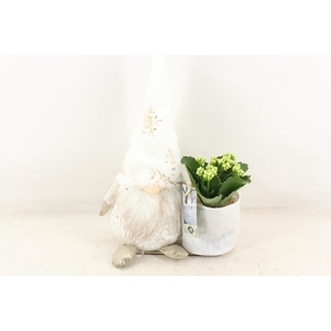 arr2 JS - White gnome 335/5