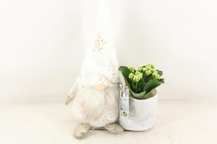 <h4>arr2 JS - White gnome 335/5</h4>