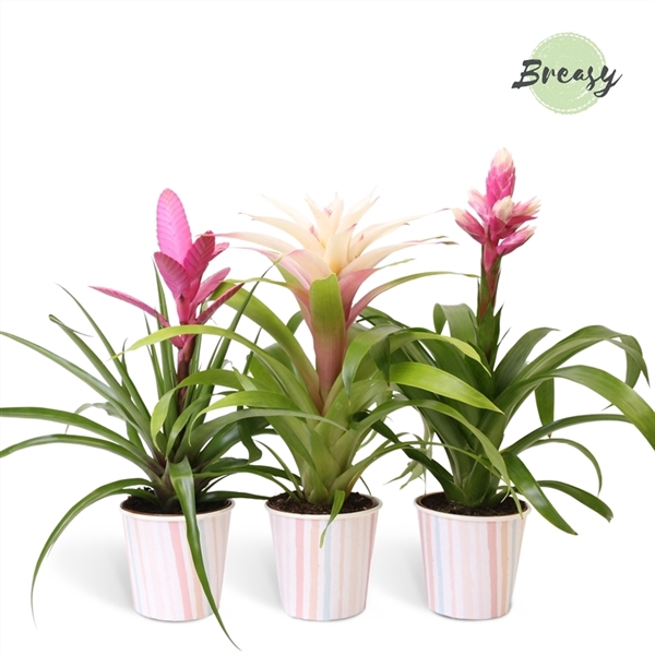 <h4>Bromelia Royal Sweet - 13cm in Lille | Mimesis</h4>
