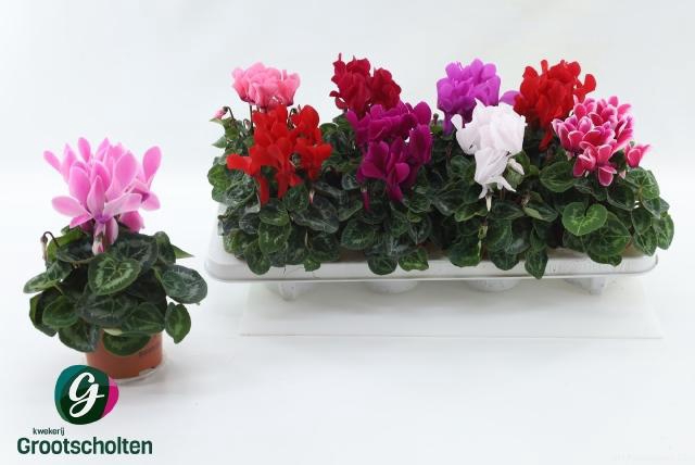 <h4>CYCL MD SUP MACRO</h4>