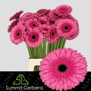 Gerbera Peppa Water x40 Lang