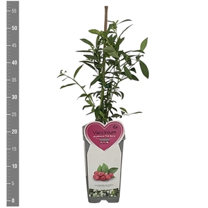 Kleinfruit Vaccinium c. Pink Berry 2 liter (Roze bes)