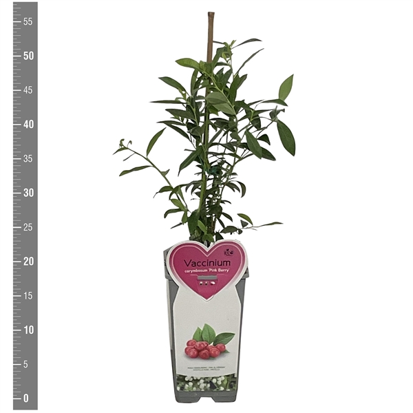 <h4>Kleinfruit Vaccinium c. Pink Berry 2 liter (Roze bes)</h4>