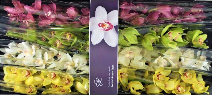 <h4>Cymbidium Mix Doos</h4>