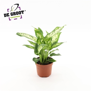 DIEFFFENBACHIA COMPACTA (KLEIN)