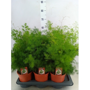 Asparagus umbellatus