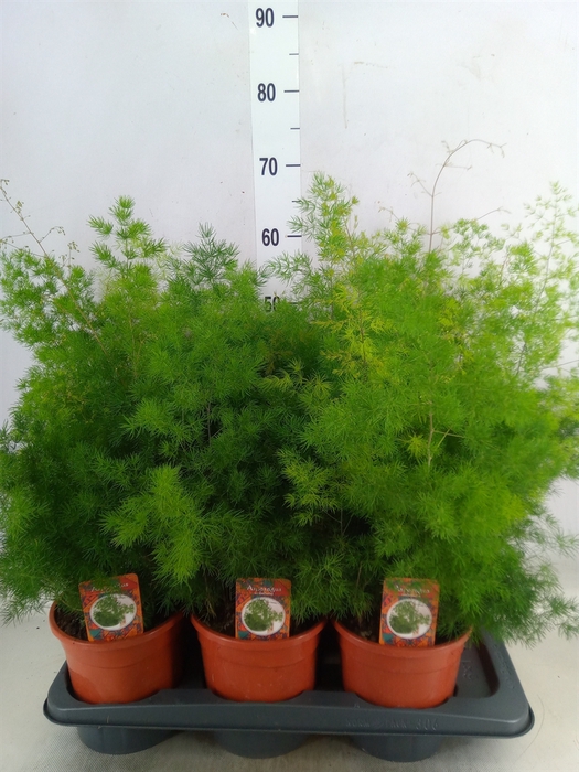 <h4>Asparagus umbellatus</h4>