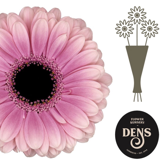 <h4>Germini Esmee Water</h4>