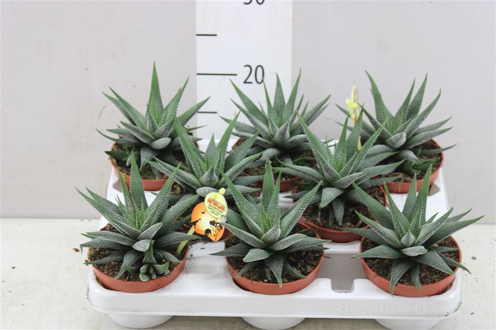 Haworthia Fasciata Concolor