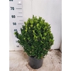 Euonymus Ja Gr Spire