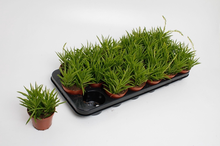 <h4>Peperomia Sweet Spark</h4>