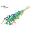 Lagurus Premium per bunch Intense Pastel Fluor