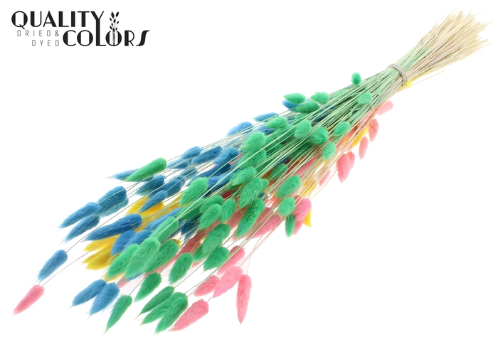 Lagurus Premium per bunch Intense Pastel Fluor