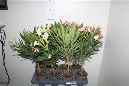 <h4>Nerium Oleander 4 Branche</h4>