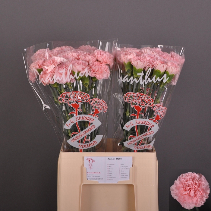 <h4>Dianthus st Jodie</h4>
