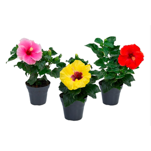 HIBISQS P13