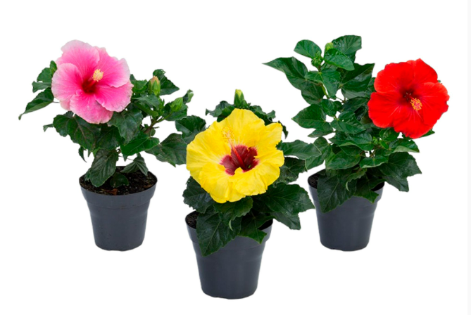 <h4>HIBISQS P13</h4>