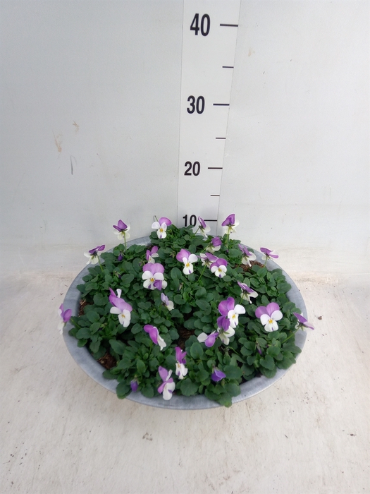 <h4>Viola corn. 'Evo Mini Pink Wing'</h4>