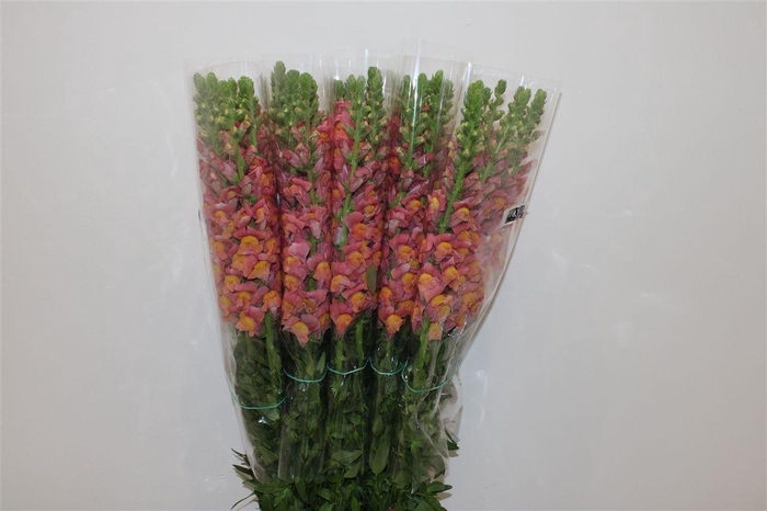 <h4>Antir Overig Orange</h4>