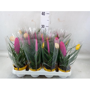 Tillandsia cyanea 'Vincent'