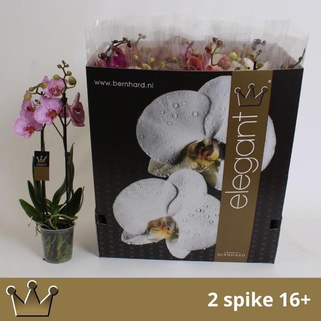 <h4>PHAL GEM 8 KL</h4>