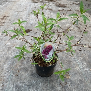 Buddleja dav. 'Royal Red'