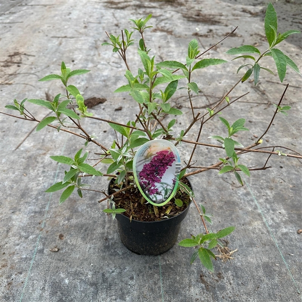 <h4>Buddleja dav. 'Royal Red'</h4>