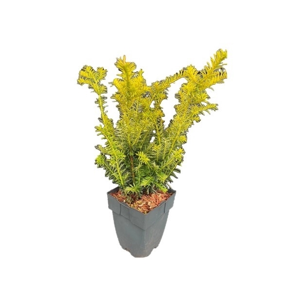 <h4>Taxus baccata 'Goldstrike'</h4>