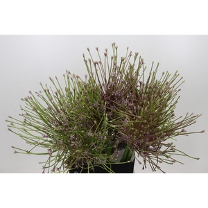 Allium Schubertii