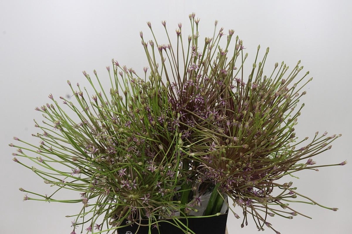 <h4>Allium Schubertii</h4>