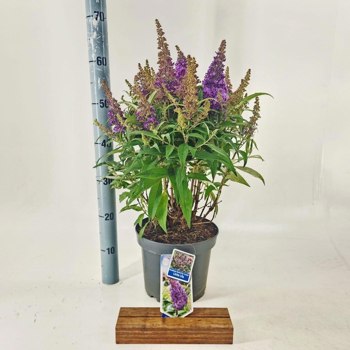 <h4>Buddleja Butterfly Candy Little Lil</h4>