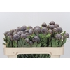 Kaaps Groen Pubescens