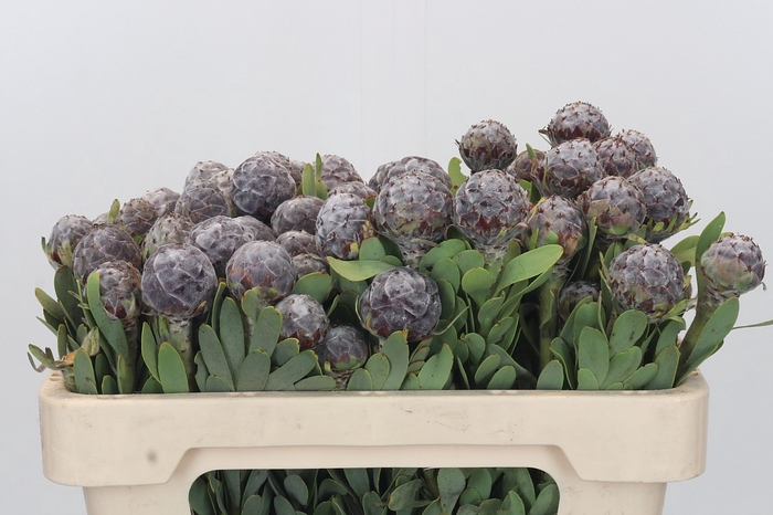 <h4>Kaaps Groen Pubescens</h4>