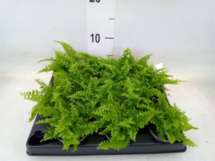 <h4>Nephrolepis exal.   ...</h4>