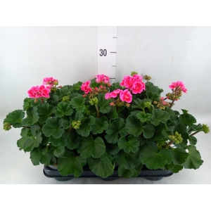 Pelargonium zona.   ...F1