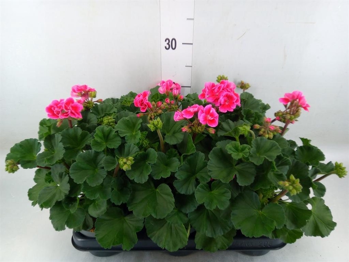 <h4>Pelargonium zona.   ...F1</h4>