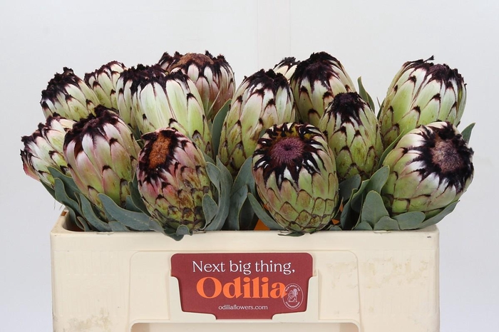 <h4>Protea Niobe</h4>