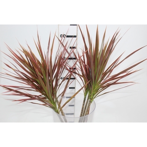 FOLHAGEM DRACENA TRICOLOR