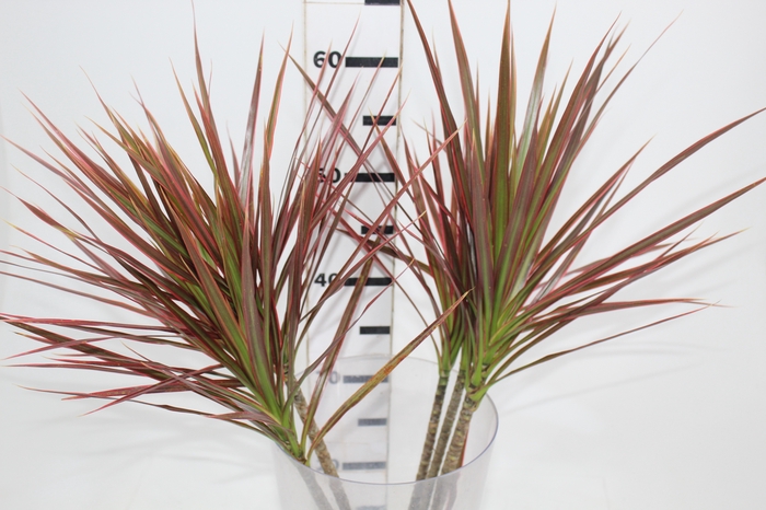 FOLHAGEM DRACENA TRICOLOR