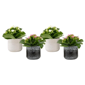 KALANCHOE BLOSSF P6  STORMY