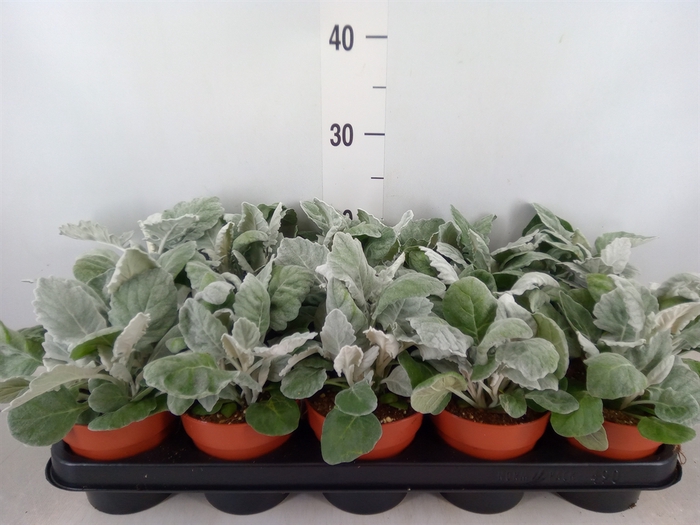 <h4>Jacobaea maritima</h4>