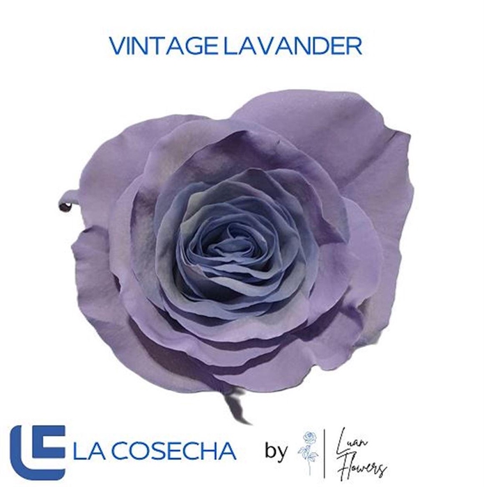 <h4>R GR TINTED VINTAGE LAVENDER EQ</h4>
